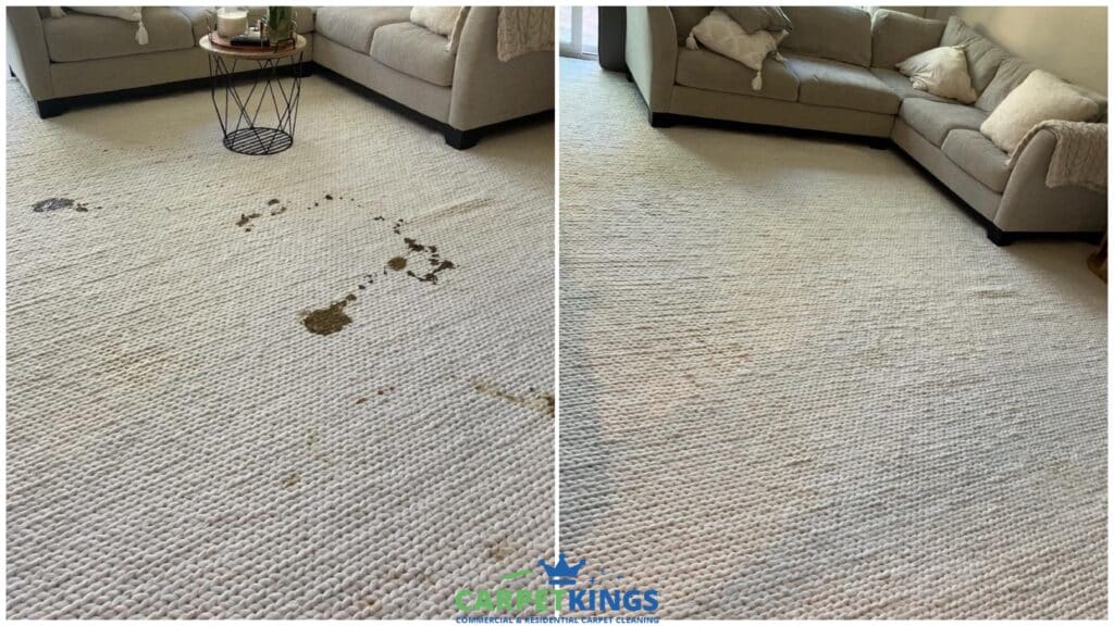 Cleaning poop from carpet