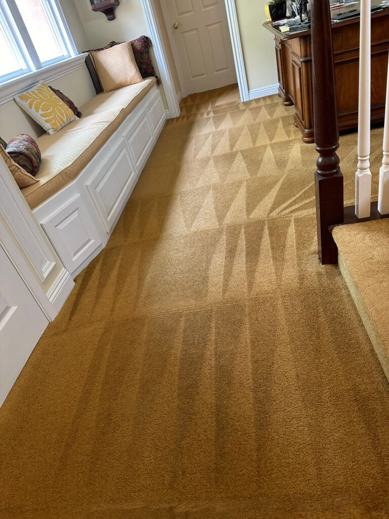 Fresh carpet after professional steam cleaning